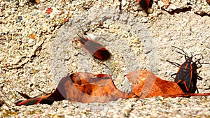 Boxelder Bugs on Building Illinois