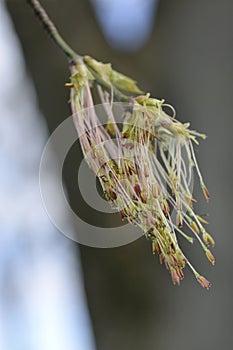 Boxelder maple