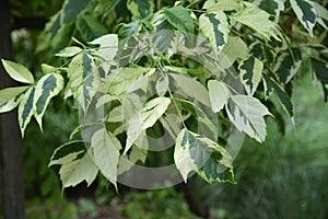 Boxelder maple/Acer negundo