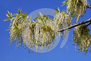 Boxelder maple flowering photo