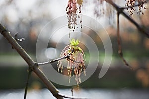 Boxelder maple flowers in the early spring, Acer negundo blossom