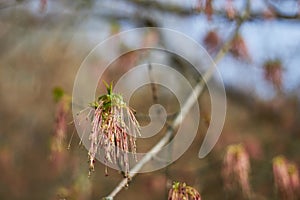 Boxelder maple flowers in the early spring, Acer negundo blossom