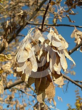 Boxelder maple seeds against the azure sky in October