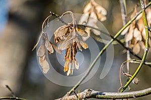 Boxelder maple seeds closeup