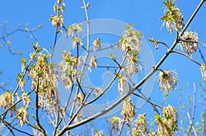 Boxelder maple tree (acer negundo) flowers (bloom, blossom) on a blue skies background