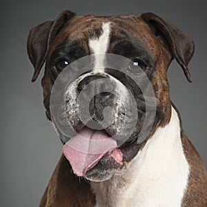 Boxer, 3 years old, portrait