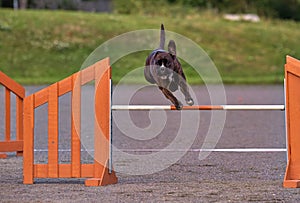 Boxer in agility action