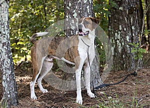 Boxer American Bulldog mixed breed dog