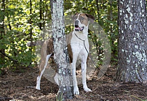 Boxer American Bulldog mixed breed dog