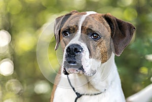 Boxer American Bulldog mixed breed dog