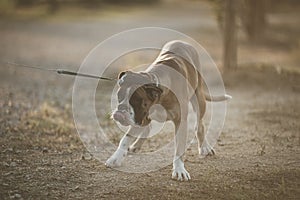 Boxer breed dog with leather leash around the neck resists