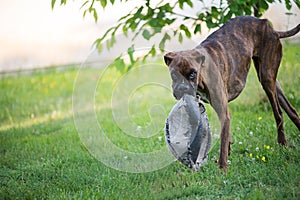 Boxer breed dog playing with an old ball in the yard