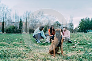 boxer breed dog sitting with his owner and more dogs behind in the background