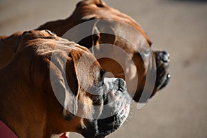 Boxer Breed Dogs Looking Afar