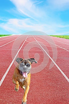 Boxer breed running on sport track