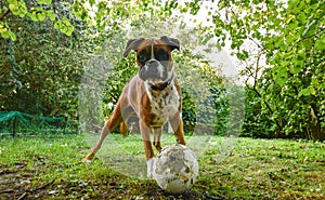 Boxer bull dog with a broken ball