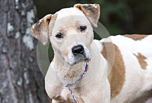 Boxer Bulldog Pitbull mix dog rescue adoption photo