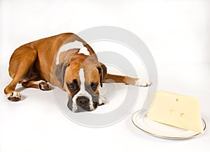Boxer with Cheese
