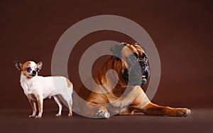 Boxer and chihuahua in studio