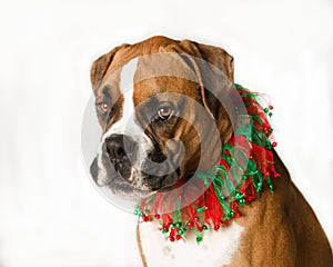 Boxer in christmas collar