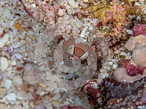 Boxer crab, Lybia spp.. Bangka, Indonesia