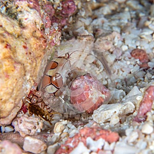 Boxer crab, Lybia spp.. Bangka, Indonesia