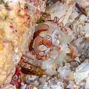 Boxer crab, Lybia spp.. Bangka, Indonesia photo
