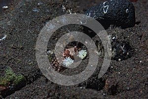 Boxer Crab Lybia tessellata