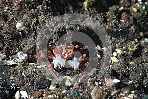 Boxer Crab Lybia tessellata