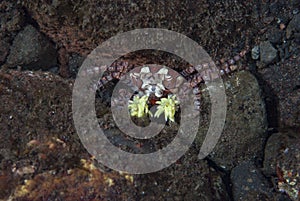 Boxer Crab Lybia tessellata