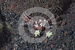 Boxer Crab Lybia tessellata