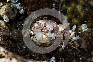 Boxer Crab Lybia tessellata