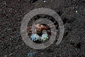 Boxer Crab Lybia tessellata