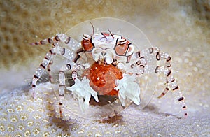 Boxer crab or round crab