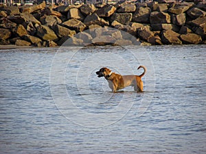 A boxer with curled tail stands in shallow sea water