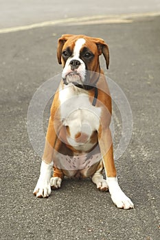 Boxer dog