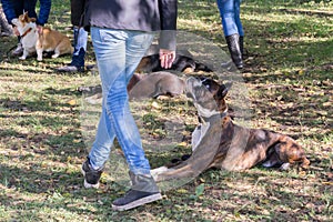 Boxer dog