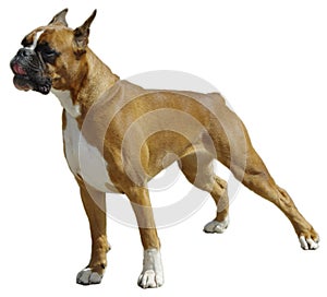 The Boxer dog