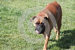 Boxer Dog