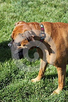 Boxer Dog