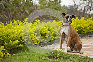 Boxer dog