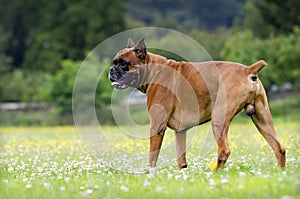 Boxer dog