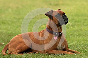 Boxer Dog