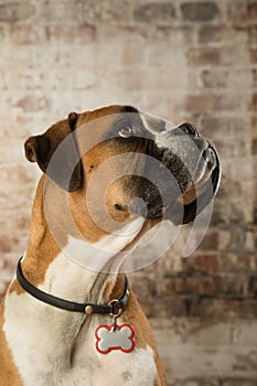 Boxer Dog