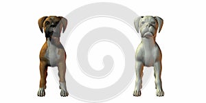 Boxer dog 3d model