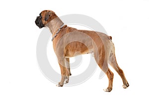 Boxer dog