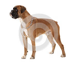 Boxer dog