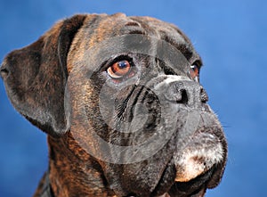 Boxer dog