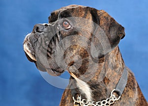 Boxer dog