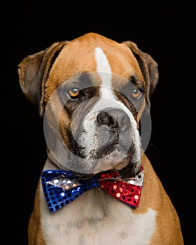 Boxer Dog 4th of July Bowtie